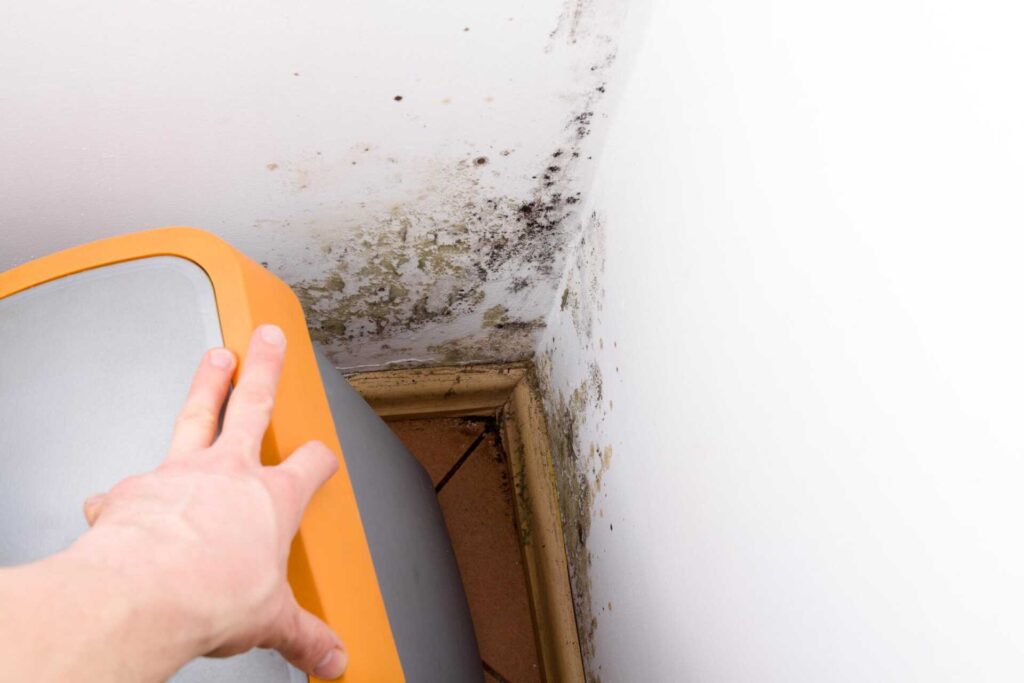 7 Essential Tips for Emergency Mold Removal