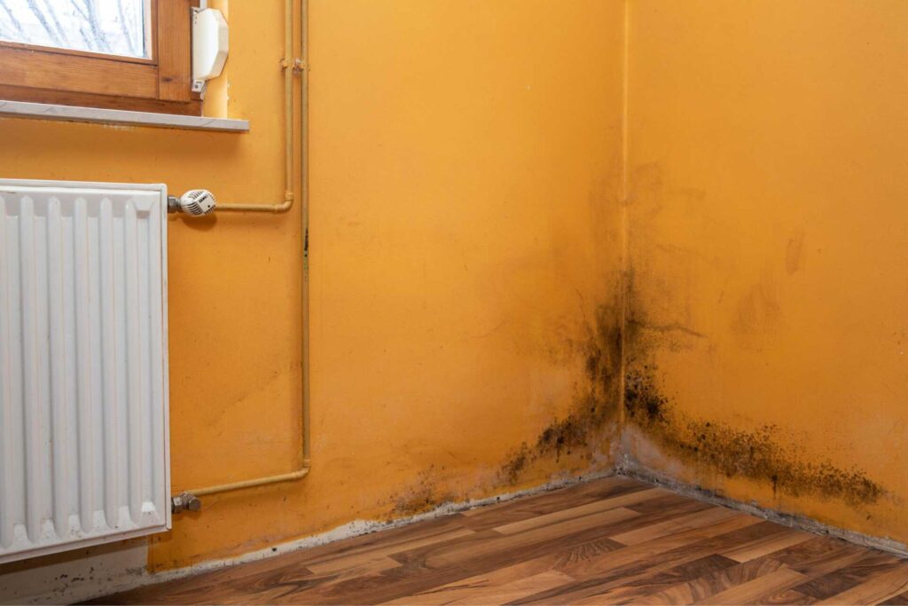 Eliminate Black Mold: Essential DIY Removal Tips