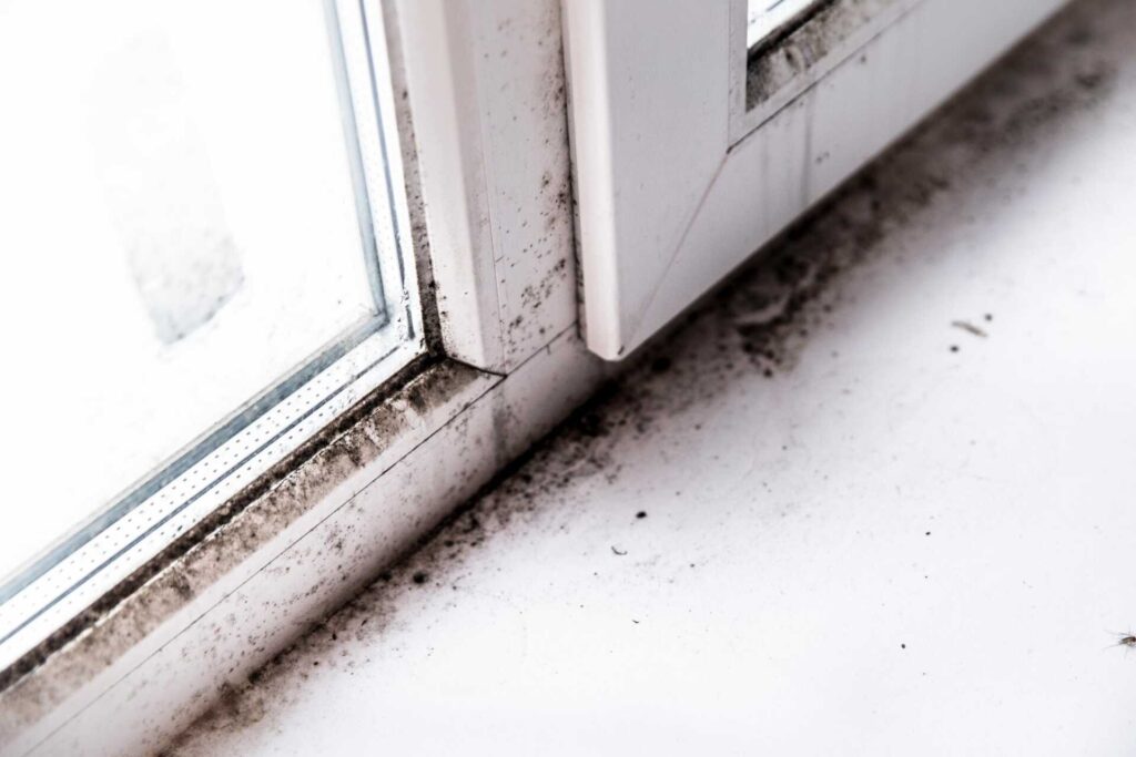 Preventing Mold After Water Damage: A Guide