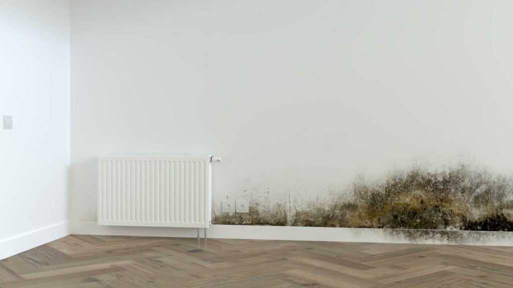 10 Best Tips to Stop Mold After Water Damage