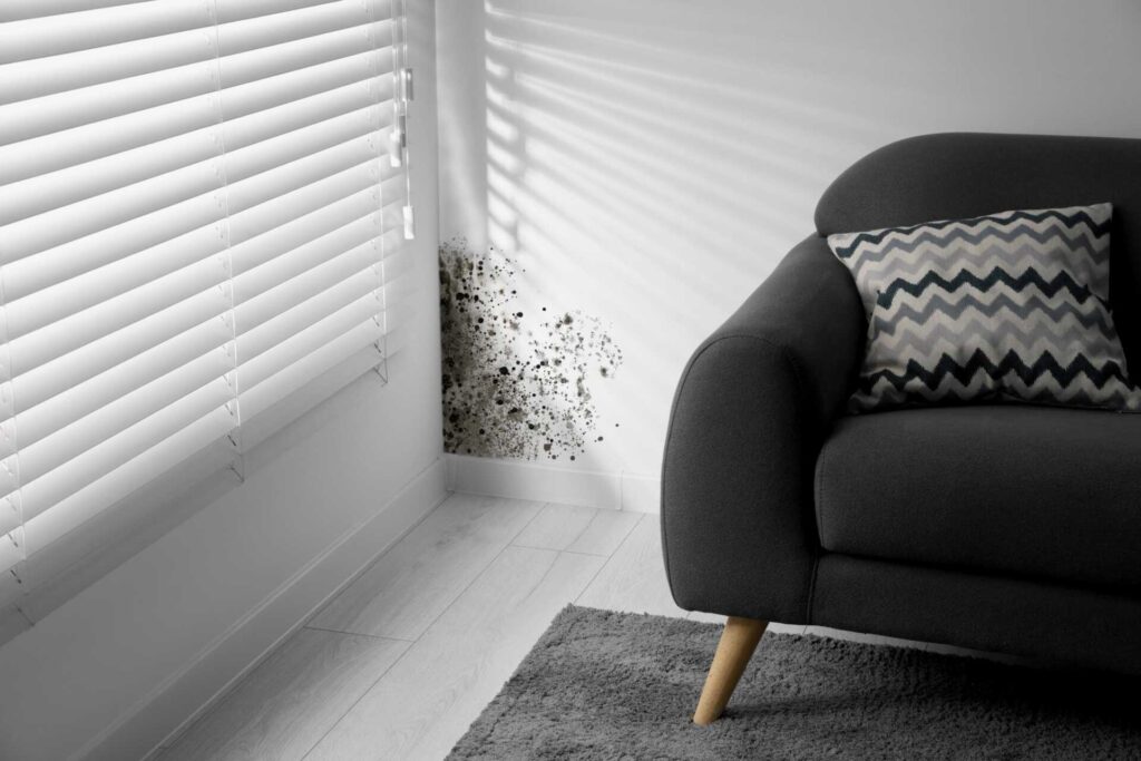 Top Strategies for Home Mold Removal