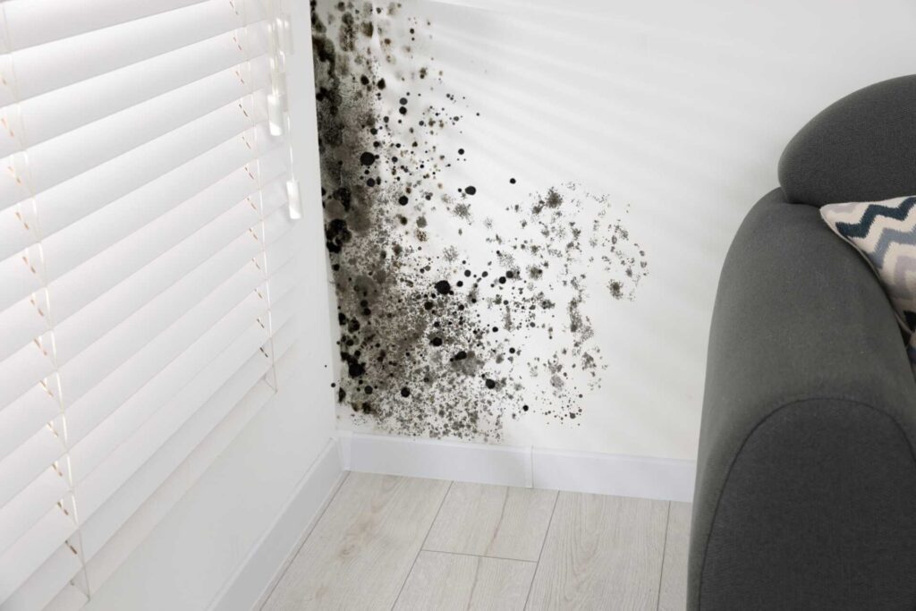 Quiz: Essential Mold Remediation Strategies for Homeowners