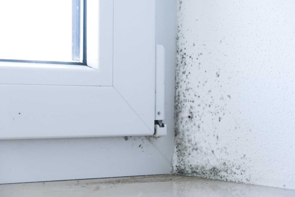 Master Mold Remediation: Essential Strategies for Homeowners